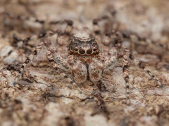 Phaeacius malayensis