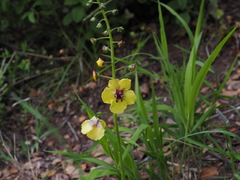 Verbascum xanthophoeniceum