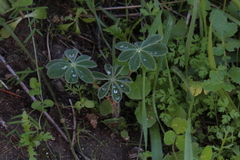 Lupinus pilosus