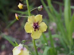 Verbascum xanthophoeniceum