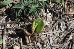 Lupinus pilosus