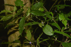 Psychotria suterella