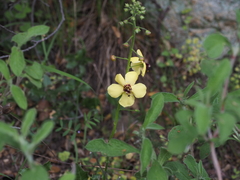 Verbascum xanthophoeniceum