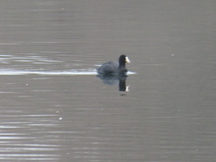 Fulica atra