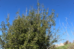 Quercus coccifera