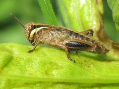 Melanoplus borealis