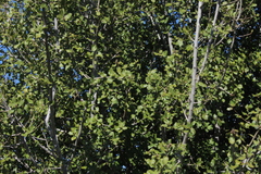 Quercus coccifera