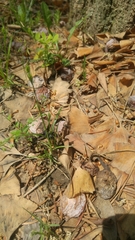 Clinterocera scabrosa