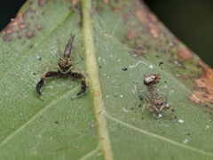 Indopadilla insularis