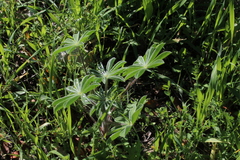 Lupinus pilosus