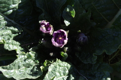 Mandragora autumnalis