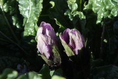 Mandragora autumnalis