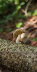 Agaricales