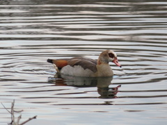 Alopochen aegyptiaca