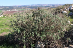 Salvia dominica
