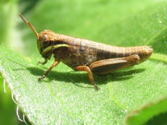 Melanoplus borealis