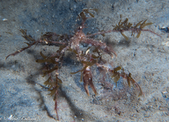 Macropodia rostrata