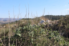 Salvia dominica