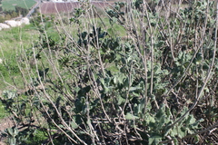 Salvia dominica