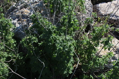 Pseudodictamnus undulatus