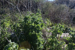 Pseudodictamnus undulatus