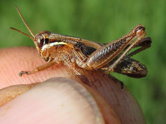 Melanoplus borealis