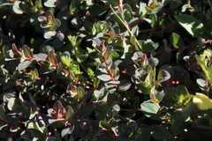Hypericum