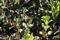 Hypericum