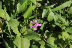 Silene aegyptiaca