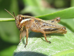 Melanoplus borealis
