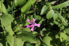 Silene aegyptiaca