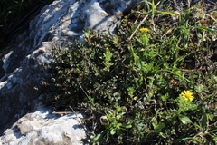 Hypericum
