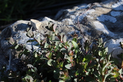 Hypericum