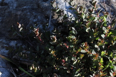 Hypericum