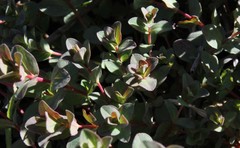 Hypericum