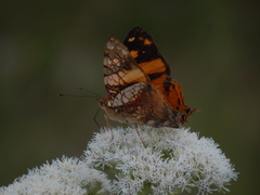 Hypanartia