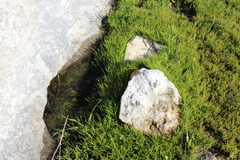 Poaceae