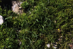 Moraea sisyrinchium