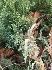 Convolvulus arvensis