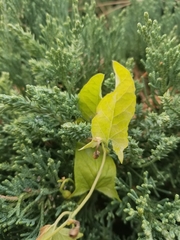 Convolvulus arvensis