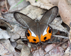 Pierella nereis