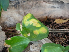 Phyllosiphon arisari