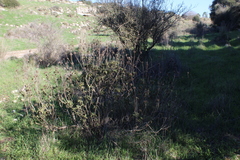 Phlomis viscosa