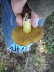 Suillus collinitus