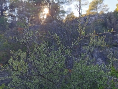 Rhamnus lycioides