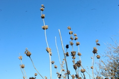 Phlomis viscosa