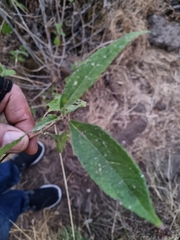 Salvia lavanduloides