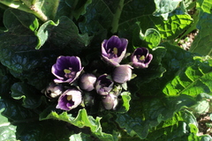 Mandragora autumnalis