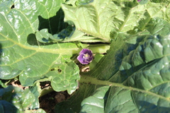Mandragora autumnalis