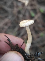 Agaricales